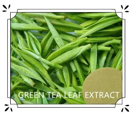 Best GREEN TEA LEAF EXTRACT wholesale