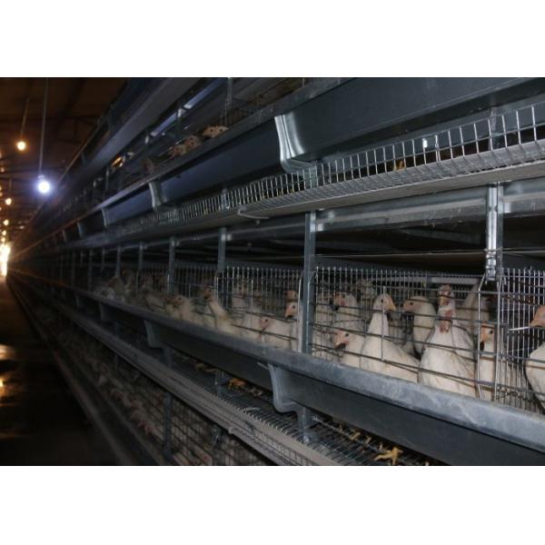 High Density Automatic Poultry Feeder System Small Footprint Saving Land