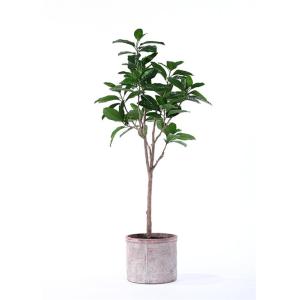 Best Traditionally Potted Ficus Tree Subtle Tropical Feel Inspired By Nature wholesale