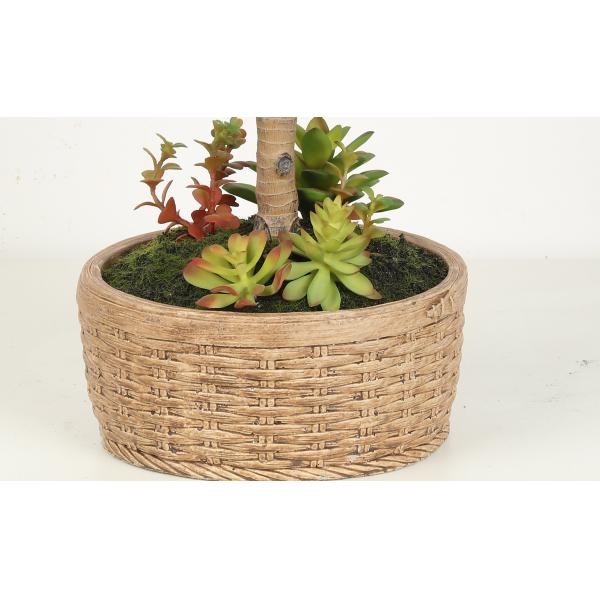 Home Decor Fake Dracaena Plant / Artificial Bonsai Tree With Cement Pot