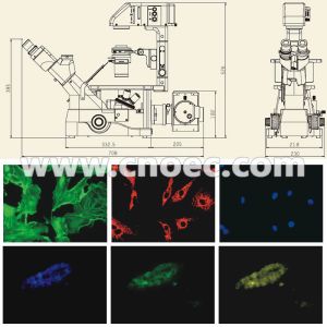 Reflected Fluorescence Biological Microscope Laboratory A16.0900