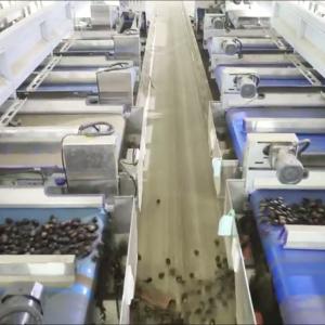 Best Multi-Lane Sorting AI Powered 3.3 Tons/Hour Chestnut Sorting Machine With 6-8 Lanes 8 Outlets wholesale