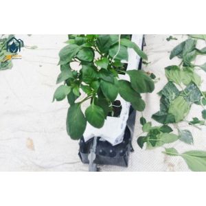 Best Hydroponics Greenhouse PP Roll Grow Troughs Vegetables Substrate Growing Trough wholesale