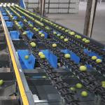 Automatic PLC Control Fruit Sorting Machine For Lemons Sorting