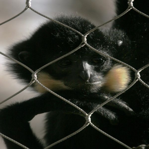 AISI316L Soft Zoo Wire Mesh Net , Ferruled / Knotted Wire Mesh Fence For Animals