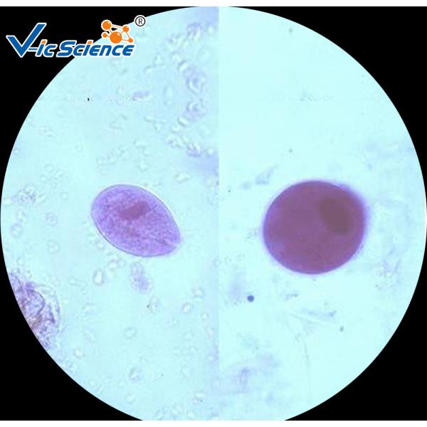 Commercial Parasitology Microscope Slides Microscope Slide Cover Glass 100 Pcs