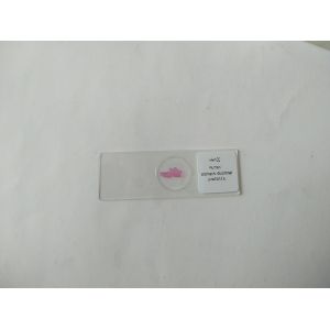 Microscope Teaching Glass Appendix Histology Slide 100pcs For College