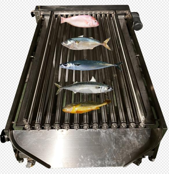 Cheap High Quality PLC Control Fish Grading Line For Sorting Small Fish With Automatic for sale