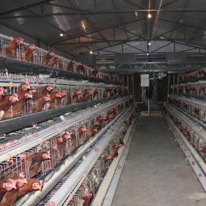 Best Husbandry Equipment Poultry Battery Cage Layer Chicken Animal A Type Q235 wholesale