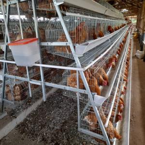 China Q235A Egg Layer Chicken Cages For 5000 Birds Poultry Layer Farming Equipment on sale