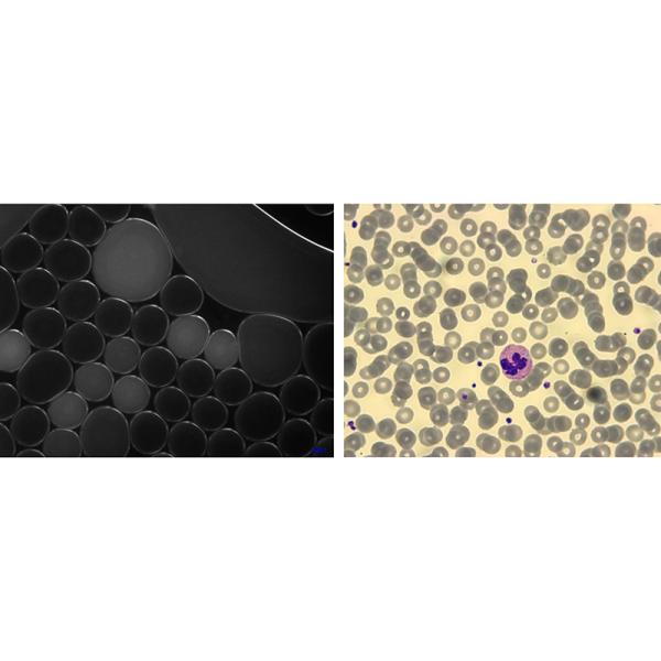 OPTO EDU A59.2220 USB3.0 CCD Digital Microscope Camera