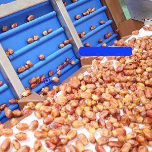 China Efficient 6-Lane Palm Dates Sorting Machine Defect Sorting 1.4 Tons per Hour on sale