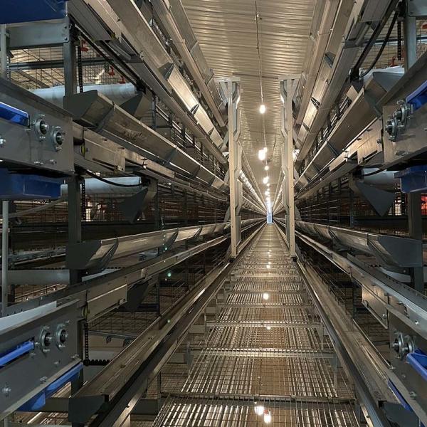 24.5'' Width Battery Cage System For Layers Broiler Pullet H Type