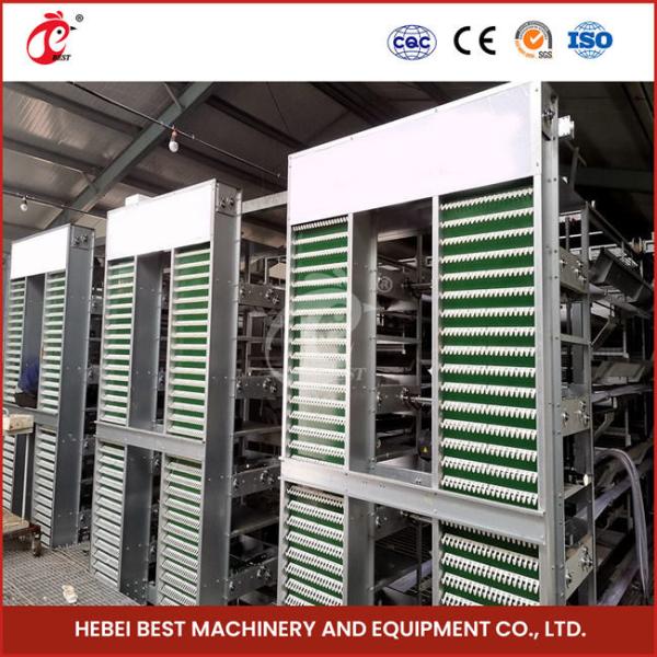 Automatic Poultry Farm Equipment With Automatic Feeding System Rose