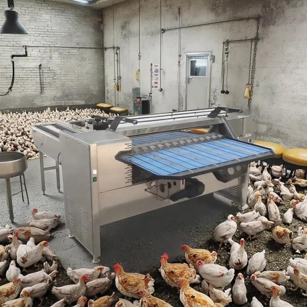 Cheap Egg Sorting Grading Machinery Egg Sorting And Washing Machine Egg Sorter Machine for sale