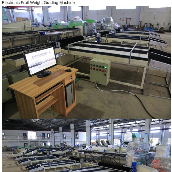 Tomato/Avocado/Orange/Apple Weight Sorting Machine and Weight Grading Machine