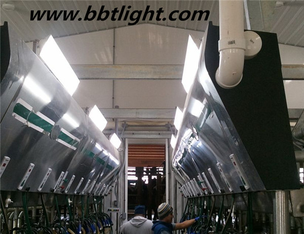 600mm ETL approved Led Linear Light with CRI80, IP54