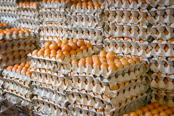 BV TUV Automatic Egg Tray Machine Rotary Type Pulp Molding Machine