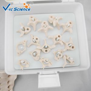 Vertebral Column Disarticulate 20kgs PVC Human Anatomy Model