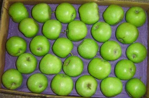 BV TUV Automatic Egg Tray Machine Rotary Type Pulp Molding Machine