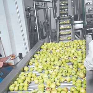 CE Apple Processing Line with Automatic Disinfection Liquid Concentration