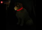Security LED Iluminous Anti Lost Dog Collar Night Necklace With 1 * CR2032