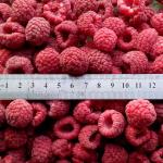 New Season Iqf Frozen Raspberry Raspberry Whole Raspberry Crumble Raspberry 95/5
