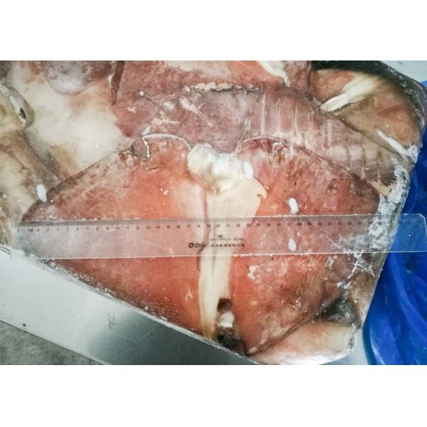 BQF Equator Squid Fin Huge Big Size 300g Below Size Block Shape