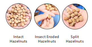 380V 8 Channels Hazelnuts Sorting Machine 360 Degree Rotational Scanning