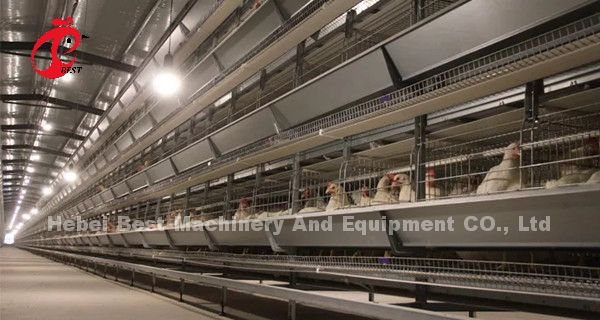 Turnkey Project Automatic Poultry Battery Cage System 3 Tiers 450cm2 Star