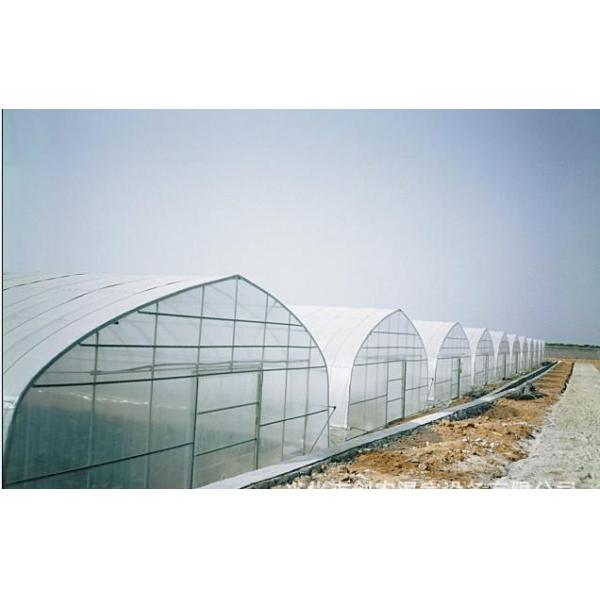 Single Span Tunnel Steel Frame Greenhouse With Plastic Covering