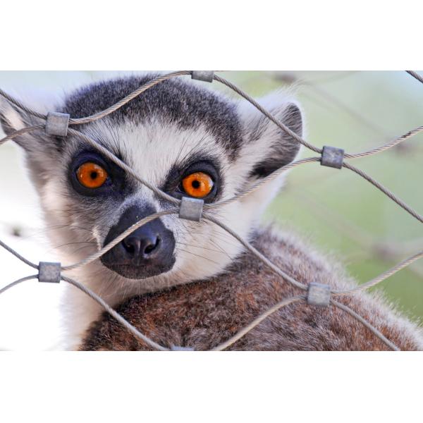 AISI316L Soft Zoo Wire Mesh Net , Ferruled / Knotted Wire Mesh Fence For Animals