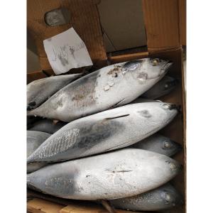 China Frozen Sea Tuna Auxis Thazard Sale New Landing 1kg Up Frozen Bonito Fish on sale