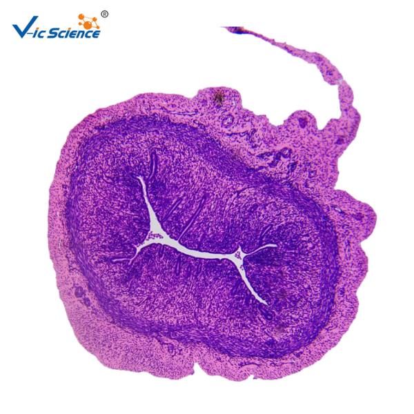 Cheap Medical Science General Histology Slides 24pcs Basic Histology Microscope Teaching Glass Slides Set for sale