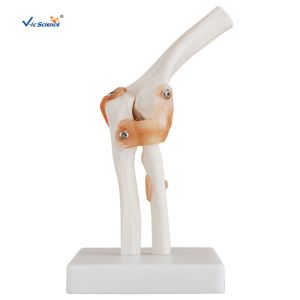 Best Professional Medical Teaching Anatomical Skeleton Model Plastic Elbow Joint Models wholesale