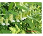 Radix sophorae flavescentis Sophora flavescens Aiton root traditional Chinese