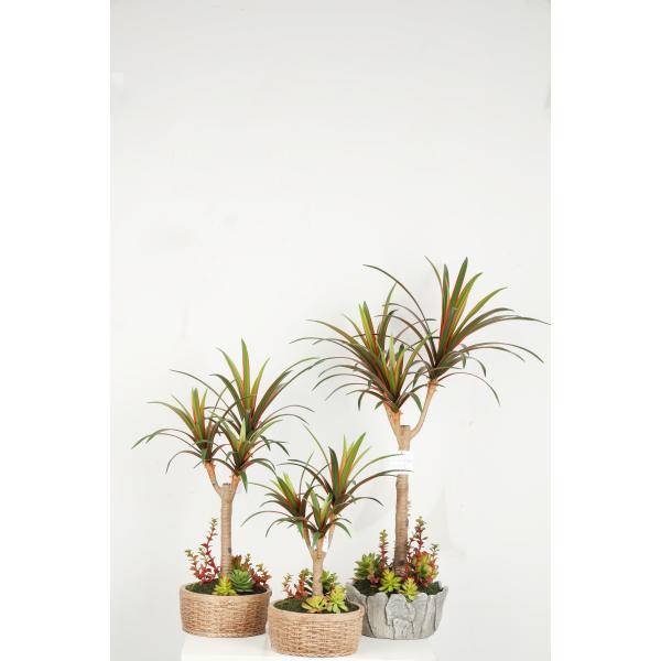 Home Decor Fake Dracaena Plant / Artificial Bonsai Tree With Cement Pot