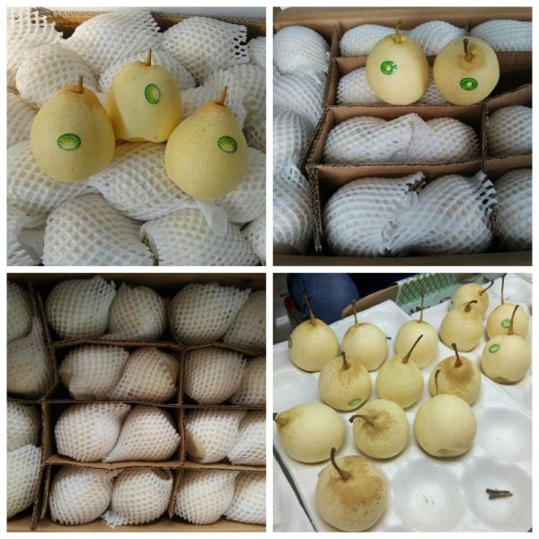 18kg Fresh Chinese Ya Pears Fruit