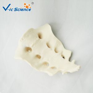 Vertebral Column Disarticulate 20kgs PVC Human Anatomy Model
