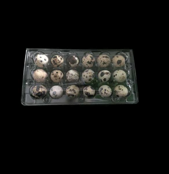 Disposable plastic quail egg tray 18 holes quail egg tray plastic egg tray for quail eggs 18 slots