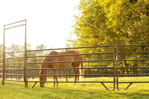 Best Portable Corral Fence Galvanized Cattle Yard Horse Fence Panel Livestock Panels wholesale
