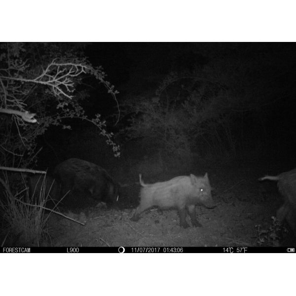 Waterproof IR66 Mini Game Trail Hunting Camera Wireless Game Trail Cameras